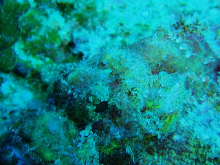 「オニオコゼ」のサムネイル画像