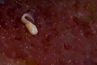 「スナビクニン」のサムネイル画像