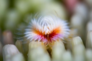 「ケヤリムシ」のサムネイル画像