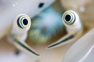 「貝の仲間」のサムネイル画像