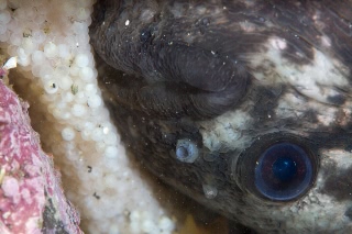 「ホテイウオ(ゴッコ)」のサムネイル画像