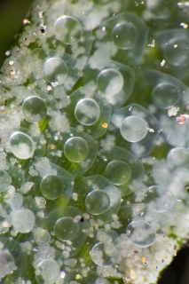 「ヒメイカ」のサムネイル画像