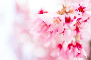 「オカメザクラ」のサムネイル画像