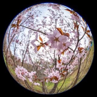 「オオヤマザクラ(エゾヤマザクラ,ベニヤマザクラ)」のサムネイル画像