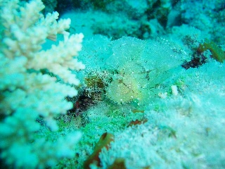 「ハダカハオコゼ」のサムネイル画像