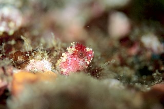 「カエルウオの仲間」のサムネイル画像