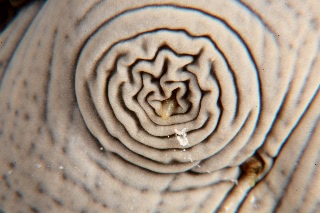 「タマナマコ」のサムネイル画像