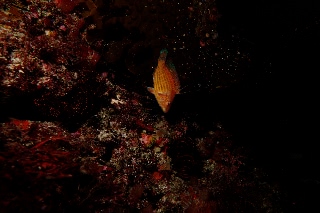 「無題」のサムネイル画像