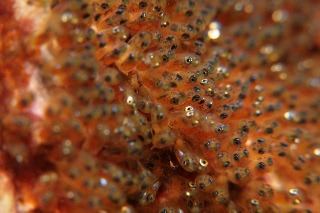 「クマノミ(Anemonefish)」のサムネイル画像