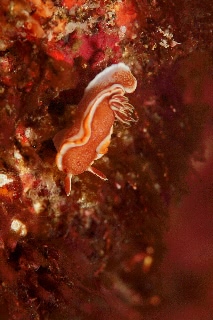 「キャラメルウミウシ」のサムネイル画像