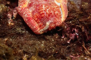 「ミカドウミウシ(Spanish Dancer)」のサムネイル画像