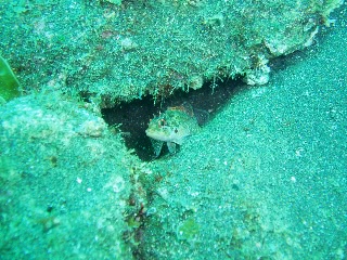 「カサゴ」のサムネイル画像