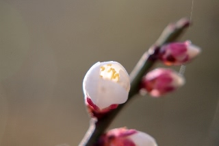 「白梅」のサムネイル画像