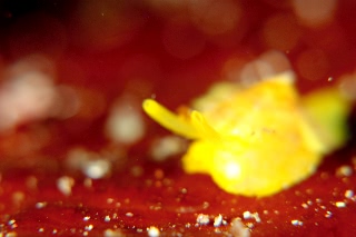 「ジンガサヒトエガイ属の一種」のサムネイル画像