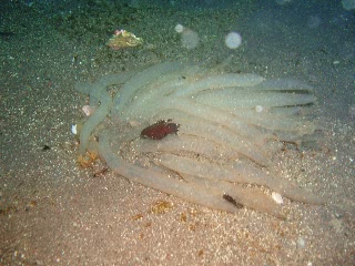 「卵」のサムネイル画像