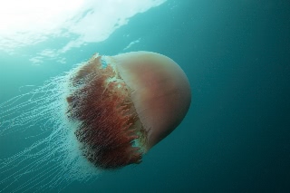 「エチゼンクラゲ」のサムネイル画像