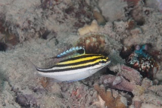 「フタスジタマガシラ(Monocle Bream)」のサムネイル画像