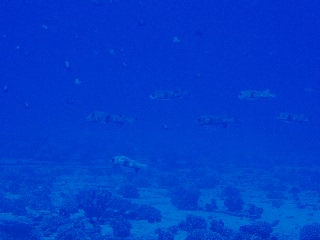 「ネズミフグ(Porcupinefish)」のサムネイル画像