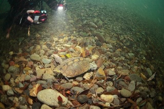 「ニホンイシガメ」のサムネイル画像