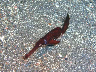 「カミソリウオ」のサムネイル画像