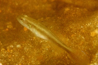 「ハゴロモハゼ」のサムネイル画像