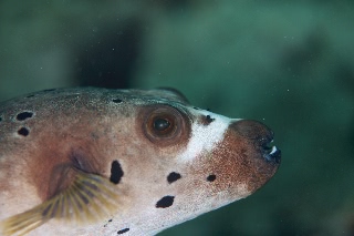 「コクテンフグ(Black-spotted Toadfish)」のサムネイル画像