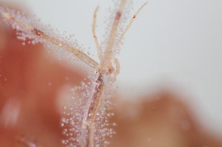 「ワレカラの仲間」のサムネイル画像