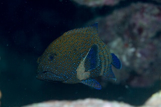 「アオノメハタ」のサムネイル画像