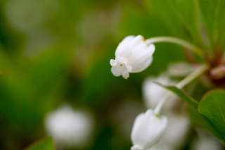 「植物の仲間」のサムネイル画像