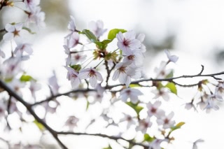 「ソメイヨシノ(染井吉野)」のサムネイル画像