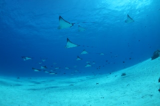 「マダラトビエイ」のサムネイル画像