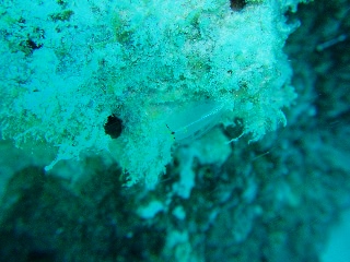 「ムネボヤ属の一種」のサムネイル画像