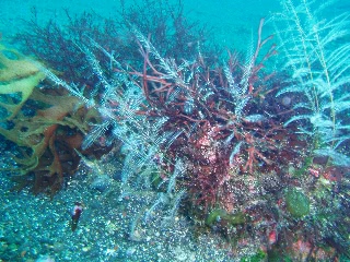 「シロガヤ」のサムネイル画像