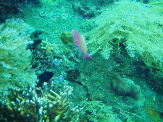 「キンギョハナダイ(Indian)(Indian Lyre-tail Basslet)」のサムネイル画像