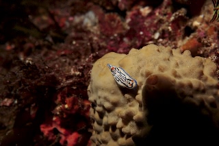 「リュウモンイロウミウシ」のサムネイル画像