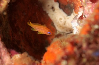 「キンギョハナダイ(Indian)(Indian Lyre-tail Basslet)」のサムネイル画像