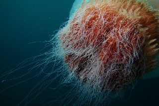 「エチゼンクラゲ」のサムネイル画像
