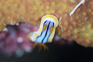 「無題」のサムネイル画像