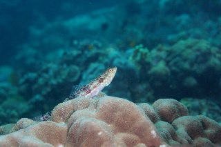 「ヒトスジエソ」のサムネイル画像