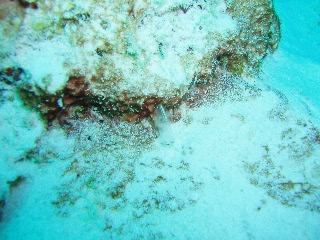 「ムネボヤ属の一種」のサムネイル画像