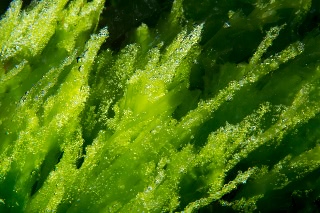 「ヒトエグサ」のサムネイル画像