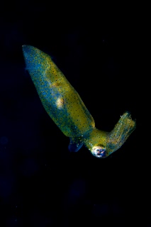 「ヒメイカ」のサムネイル画像