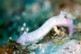 「センテンイロウミウシ」のサムネイル画像