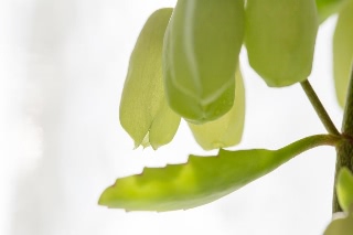 「セイロンベンケイ(はからめ,葉から芽,マザーリーフ)」のサムネイル画像