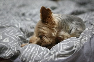 「飼い犬にだって悩みはあるんだよ」のサムネイル画像