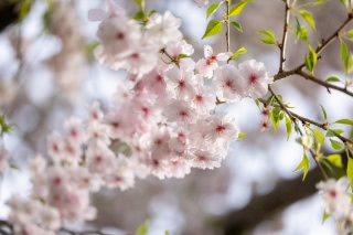 「ヤエシダレザクラ(八重しだれ桜)」のサムネイル画像