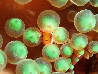 「シャボンの国」のサムネイル画像