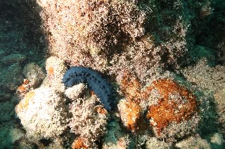 「シカクナマコ」のサムネイル画像