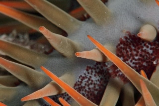 「オニヒトデ」のサムネイル画像