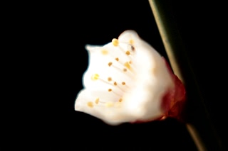 「白梅」のサムネイル画像